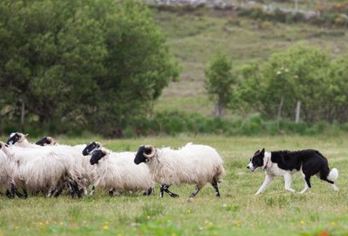 爱尔兰都柏林出发 威克洛山国家公园一日游 【参观鲍尔斯考特花园，莎莉峡 (Sally Gap)，格兰达洛遗迹】