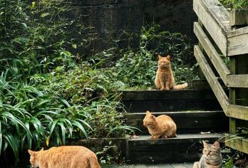 青城山一日游【纯包车出游&亲子游&成都三环内上门接送】【[服务保障]老司机出游安全保障】