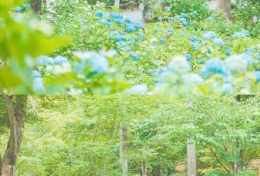 日本京都-琉璃光院-三千院-贵船神社-红叶满天 京都巡礼。【专业行程定制，精选热门景点，高效游玩不走回头路，贴心服务保障，轻松】