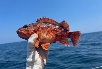 济州岛【乘船追海豚+海钓】一日游|鲜切生鱼片|提供钓具钓饵【乘船出海追海豚|海钓体验|鲜切生鱼片|提供钓具钓饵|提供自助午餐】