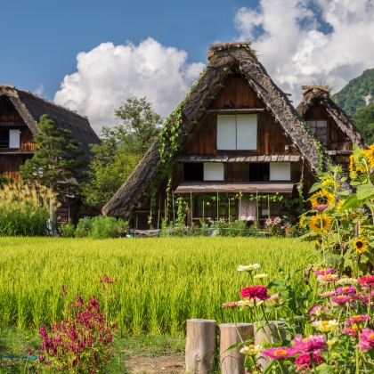 日本古镇巡游一日游｜飞驒高地+郡上八幡+白川乡合掌村