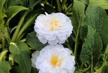 西双版纳-热带花卉园-基诺山寨-西双版纳一日游【车辆15%空座率，严选安全舒适车辆，优秀当地老司机，熟悉路况，安全驾驶，服务态度好，真诚待客。】