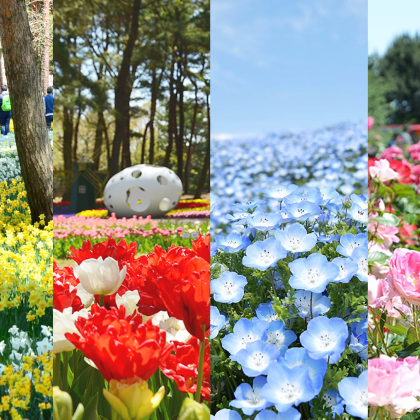 东京出发|茨城花海×海上鸟居×紫阳花寺×海鲜市场|拼团一日游