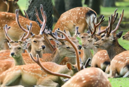 京都伏见稻荷大社+奈良公园+岚山一日游【大阪或京都两地出发】【岚山是京都市代表性人气的观光区之一，也是日本著名的赏樱和红叶胜地之一。】