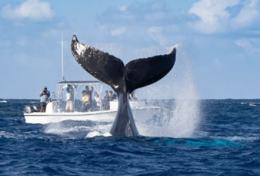 冲绳观鲸半日游【3H出海+那霸/北谷双出发+可那霸定点接驳】【[冲绳观鲸]乘风破浪，寻找深海巨兽，近距观赏，约会海之精灵！】