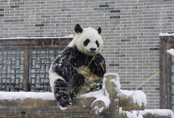 凤凰中华大熊猫苑+苗王城+玻璃桥+万亩茶园+凤凰样子一日游【（私家团）赠苗家特色餐，观赏国宝大熊猫，一价全含无任何自费】