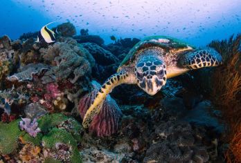 佩妮达出海浮潜半日游~追魔鬼鱼之旅【探索努沙佩尼达岛 4 个令人难以置信的浮潜地点：蝠鲼湾、水晶湾、加马特湾和沃尔角。 探索努沙佩尼达岛充满活力的珊瑚礁和多样化的海洋生物。 包含浮潜设备和导游，让您享受无忧无虑的探险。】
