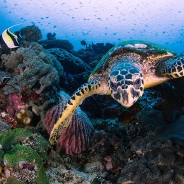 佩妮达出海浮潜半日游~追魔鬼鱼之旅