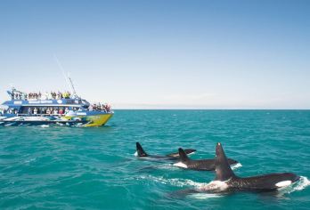 新西兰-基督城出发-凯库拉观鲸+薰衣草农场一日游【无忧守候：专业司机全程关注航班动态，无论航班早到、延误或深夜抵达，司机都会准时等候。】