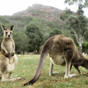 墨尔本格兰坪国家公园自然生态一日游