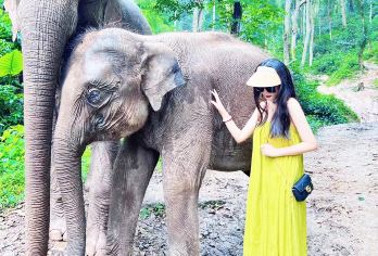 野象谷+曼掌村一日游【可选独立团丨15人团丨特价大巴】【[行程纯粹]0购物0隐形消费，时间100%用于游览体验，精选核心景点，安排充足时间，拒绝走马观花。】