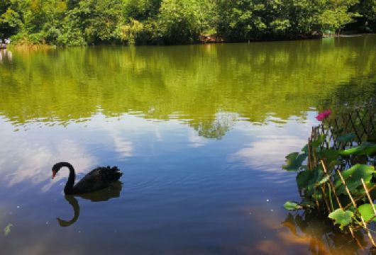 成都-都江堰+青城山一日包车游【无忧守候：专业司机全程关注航班动态，无论航班早到、延误或深夜抵达，司机都会准时等候。】