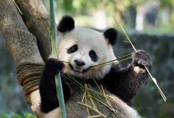 成都出发：【熊猫繁育研究基地＋映秀震中遗址】包车一日活动【可选英文导游|专车接送|行程可调|可定制行程】