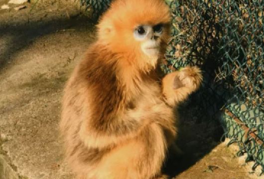 秦岭四宝科学公园+秦岭野生动物园一日包车游【5座7座9座】【走近动物世界，与小萌宠们来一次亲密互动】