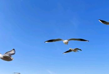 函谷关+天鹅湖+黄河邮轮一日游【特价-目的地三门峡】【赠送函谷关景区门票！】