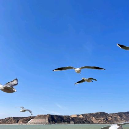 三门峡天鹅湖+函谷关+黄河邮轮一日游【元旦特惠】