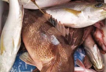 深圳海钓/夜钓 包船/拼船 专业船长+提供鱼饵渔具+鱼获带走【提供鱼饵渔具 鱼获可带走】