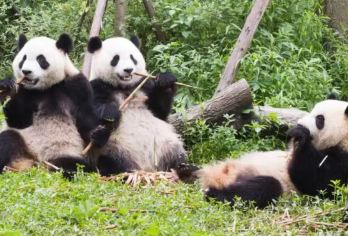 都江堰+熊猫基地【大团/2-8人团纯玩 不进购物店】【100%真纯玩，不购物】