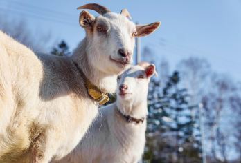 日本北海道旭川动物园｜白须瀑布｜札幌往返｜中文专车【尊享一对一高端行程定制，多日豪华包车专属礼遇，专业旅行顾问24小时恭候垂询。】