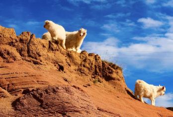 榆林陕西波浪谷景区一日游【榆林包车/景区畅玩/无购物】【1[品质保障]当地本土旅行社，可查询向导首页已认证的资质地址】