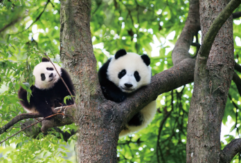 雅安碧峰峡【2-6人小包团&含门票+观光车&周末亲子游】【[优势亮点]私家团含生态峡谷景区+大熊猫基地门票、ViP一单一团不拼车，专车专用，属于专属空间。】