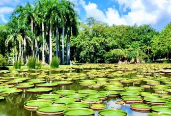 中科院植物园2.5H专业人工讲解预约【可同时订门票电瓶车】【[专业讲解]深度2.5小时西区体验，资深讲师（旅行社正规持证导游，并非植物园官方讲解员）】