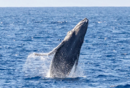 【观鲸季节】广西北海涠洲岛看鲸鱼+快艇出海观光观鲸一日游 【涠洲岛游艇出海观鲸】
