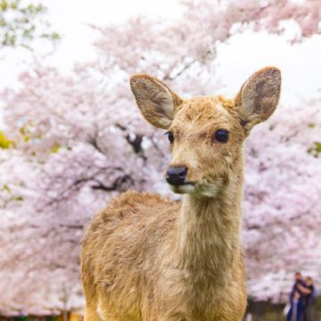 京都与奈良9个人气景点一日游 (大阪出发, 岚山·奈良公园)