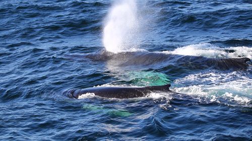 boston-harbor-cruises-whale-watch