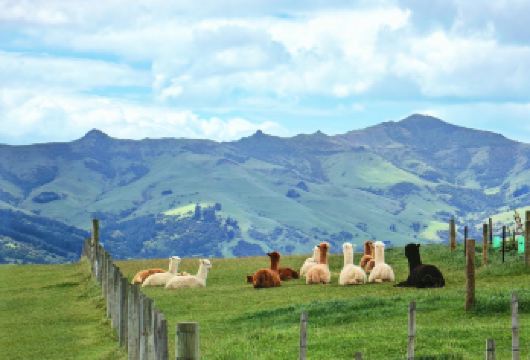 新西兰阿卡罗阿羊驼农场+坐船观海豚｜基督城出发｜包车出行【尊享一对一高端行程定制，多日豪华包车专属礼遇，专业旅行顾问24小时恭候垂询。】