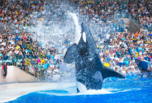 上海海昌海洋公园一日游【上海市内 亲子成人均可出行】【[精品纯玩]说走就走的旅行，真正的纯玩无购物无隐形消费，包含用车、可加订专业导游，让您的旅途更精彩！】