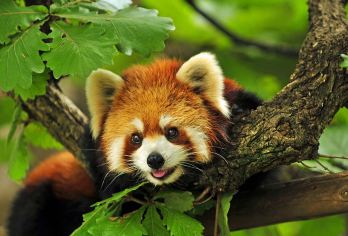 【纯玩私家团】普洱太阳河森林公园+中华普洱茶博览苑一日游【[品质轻松游]一单一团/拼车小团！一人可接！市区上门接送！当天可接机场高铁站！】