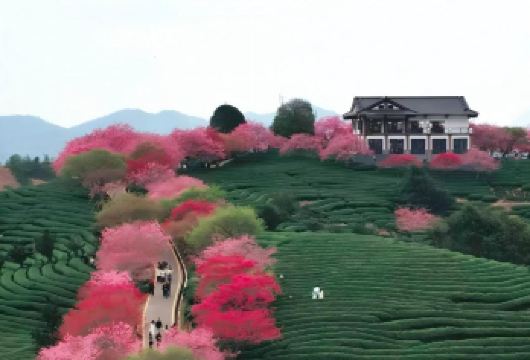 龙岩出发包车9小时一日游|打卡漳平永福花乡+永福台品樱花茶园【专车直达大陆超大高山樱花茶园，漫步粉樱茶垄，尽享独特视觉震撼】