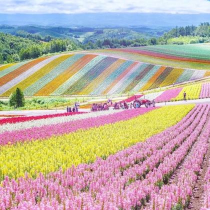日本北海道美瑛町青池+四季彩之丘+富田农场一日游【札幌出发】