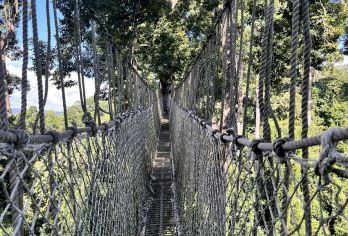 望天树景区一日游【市区内酒店接送+水陆空套票+挑战空中走廊】【① 体验水、陆、空三重雨林美景，挑战离地36米高空走廊；】