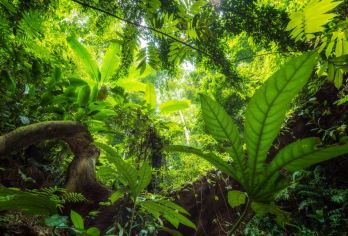 西双版纳原始森林+基诺山雨林徒步+不拼团/包车/中英文导游O【全程中文/英文/小语种服务，沟通无障碍，景点可调】