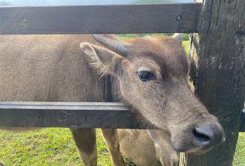 阳明山擎天岗+小油坑+竹子湖+北投地热谷一日游 【保证出团】【行程从台北车站出发，由专业导游带您欣赏火山地热温泉奇观，沉浸在大自然怀抱，忘却城市的喧嚣。】