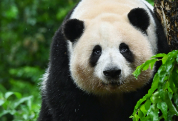 都江堰+熊猫基地一日游【懒人晚出发/可升级保姆车】【可选“懒人晚出发”升级2+1保姆车】