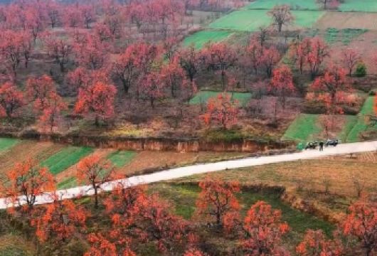 彬州杮子林.大佛寺石窟.开元寺塔【定期大团*下单前务必询位】【罗店村的万亩柿林挂满 “红灯笼”，徜徉在“柿柿如意、万柿开心”的快乐田园之中！】