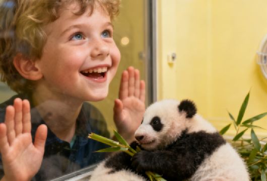 【成都大熊猫繁育研究基地】英文讲解含门票俄语法语泰语西班牙语【多语种讲解：英语、俄语、法语、泰语、西班牙语、德语专业讲解，满足全球游客需求，深度了解大熊猫科普知识】