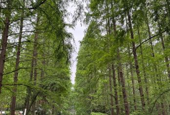 湖北潜江生态龙虾城+水杉花园+曹禺纪念馆包车一日游可英文服务【可提供英文及小语种导游服务-往返接送-可选导游-可代订门票】