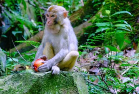 张家界国家森林公园一日游【[深度游]百龙天梯，哈利路亚悬浮山，迷魂台，乾坤柱，金鞭溪，袁家界，天子山，十里画廊】