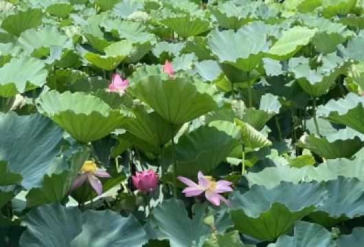 33米高南海观音+普济禅寺+西天景区+舟山普陀山风景区一日游【[放心出行]每天发班.经典线路，礼敬普陀山】