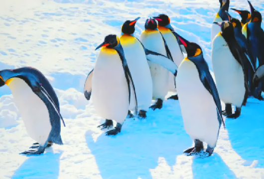 北海道旭山动物园+青池+白须瀑布+网红树+森林精灵露台一日游【[可选精品小团]9~13人精品团，可选酒店上门接送，无语言障碍】