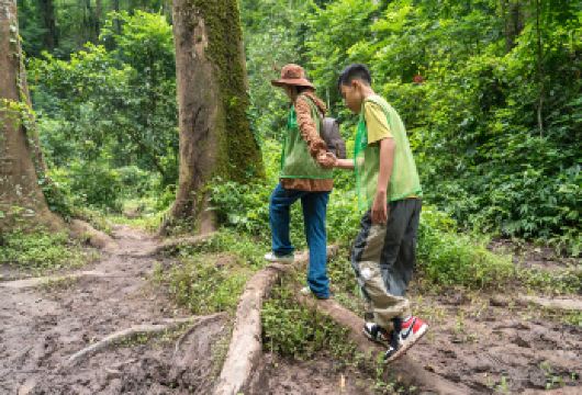 野象谷+原始森林公园一日游【节假日不加价/逆时针纯玩专线】【[象往野森] 逆时针玩法避坑旅游购物站、不赶末班车、拒绝走马观花路线、可预约雨林牧象深度体验】