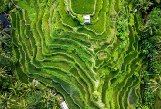 探索乌布：全包式猴子森林、梯田、瀑布等【从这片茂密的丛林瀑布开始您的一天——拍摄风景照，享受凉爽的薄雾，沉浸在大自然的清新能量中。】
