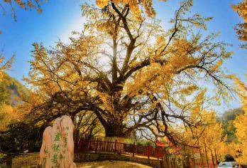 【金秋出行】钱冲古银杏生态一日游【园内拥有中国现存两大自然状态古银杏群落之一】