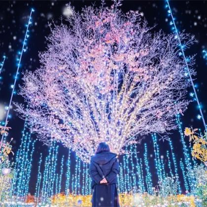 茨城足利花卉园日本灯光秀+那珂凑鱼市场+神矶鸟居一日游