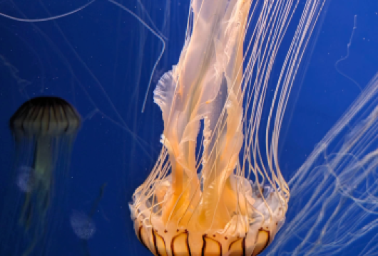 美国亚特兰大佐治亚水族馆-可口可乐世界【中文专车-悦享旅程】【中文专车出行，景点灵活调整，打卡经典，游玩自己定义，无需等待，专属贴心服务，尽享惬意旅程】