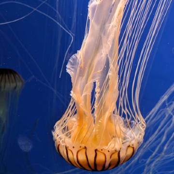 美国亚特兰大佐治亚水族馆-可口可乐世界【中文专车-悦享旅程】